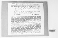 Hyphodontia barba-jovis image
